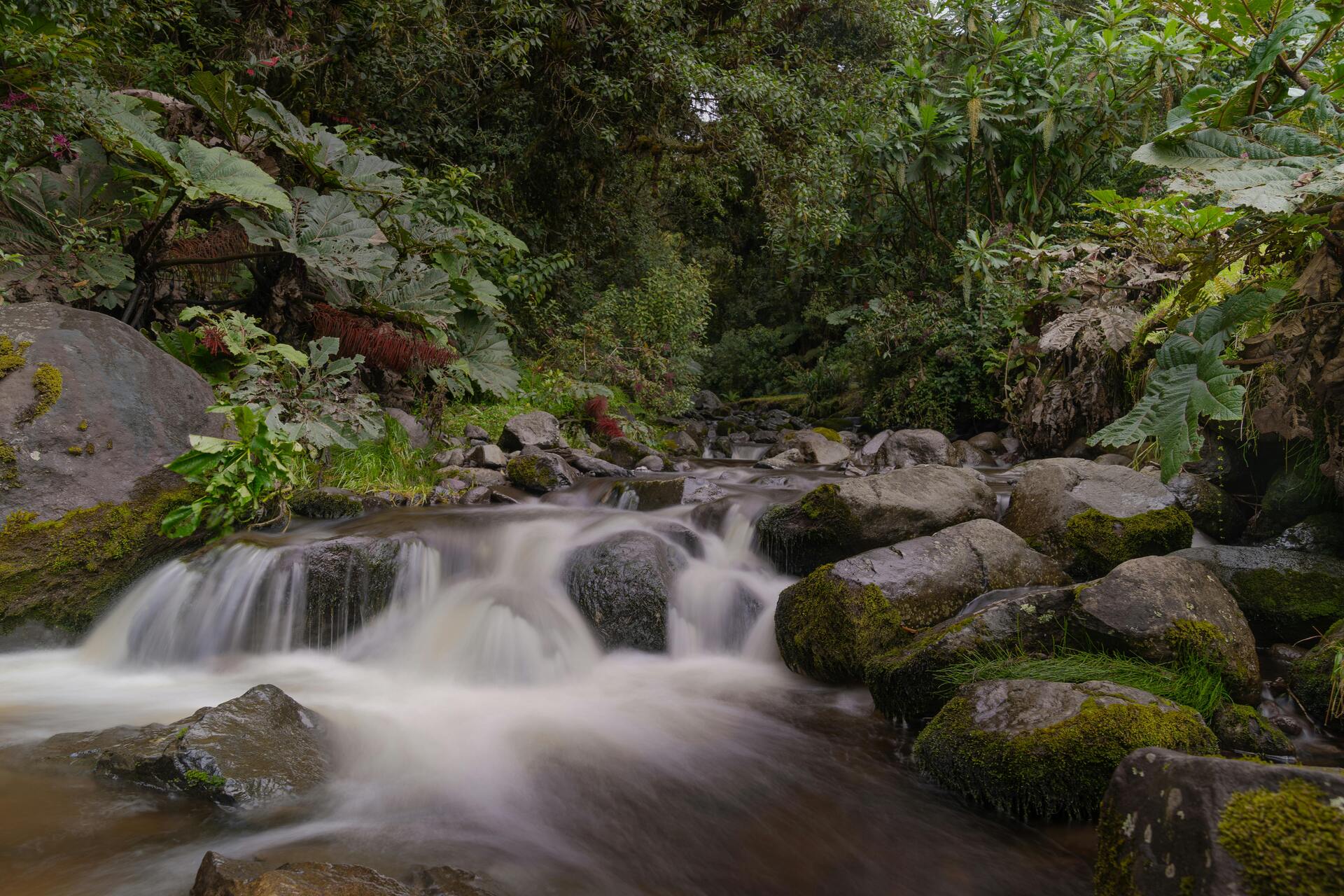 photo of Tour por la selva tropical El Yunque activity